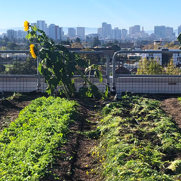 Oakland Rooftop Farm