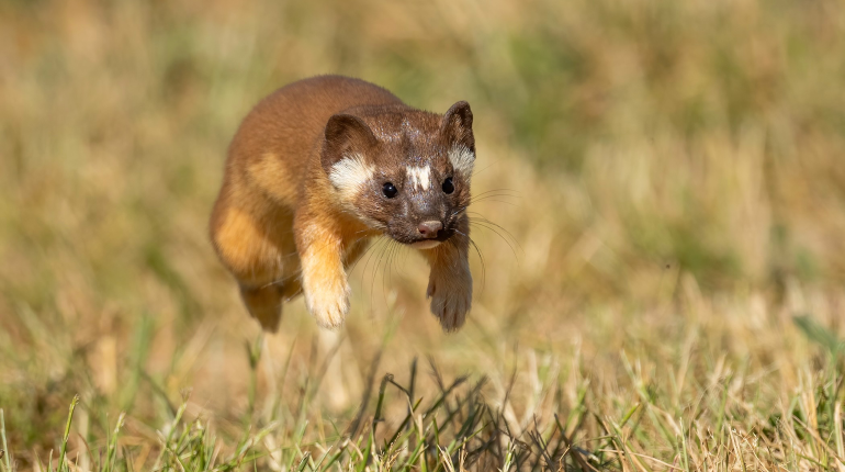 Long-tailed weasel by Corey Raffel