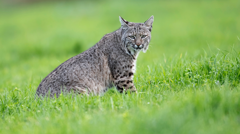 Bobcat by Corey Raffel