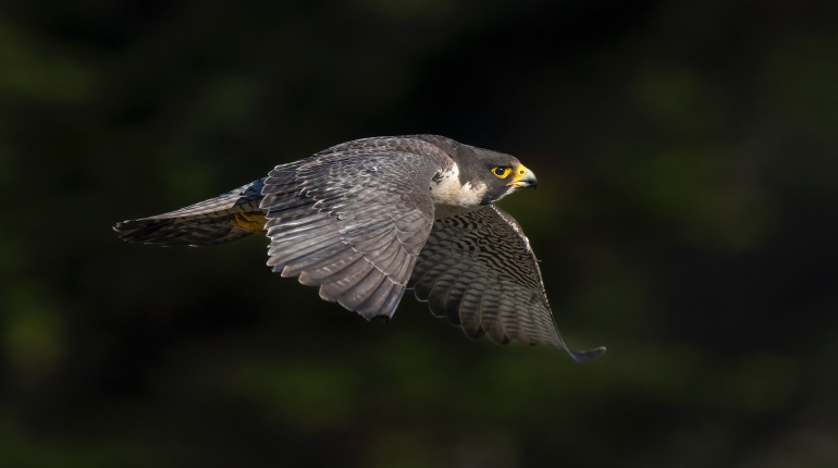 Peregrine Falcon by Corey Raffel