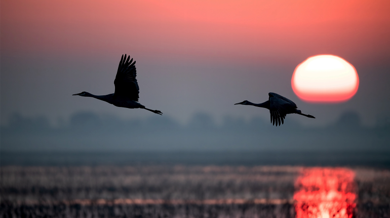 Sandhill Crane by Corey Raffel