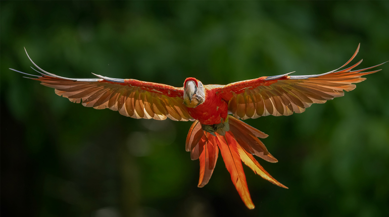 Scarlett Macaw Raffel