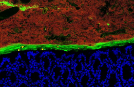 microbiome cell